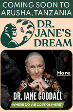 Interactive exhibit spaces will chronicle Janes life, from her early childhood curiosity to her groundbreaking research on chimpanzee behavior and subsequential rise as a global conservation icon who inspires millions to take action for animals, people and the planet. Visitors will learn how Jane took her work beyond research and developed important initiatives that address the human and community dimensions in conservation.